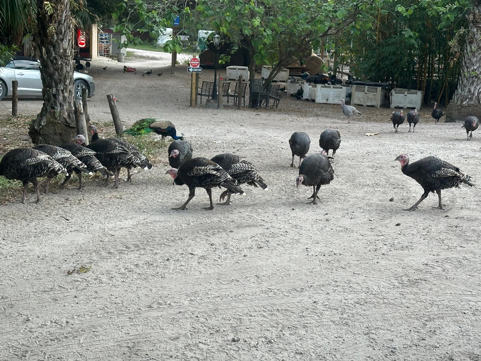 Turkies